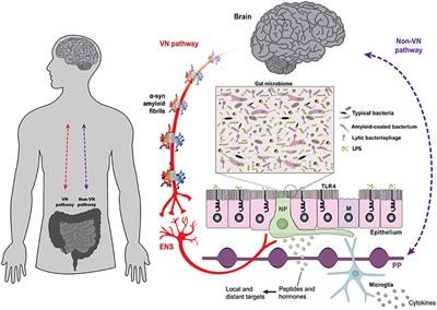 The Gut and Parkinson's Disease—A Bidirectional Pathway